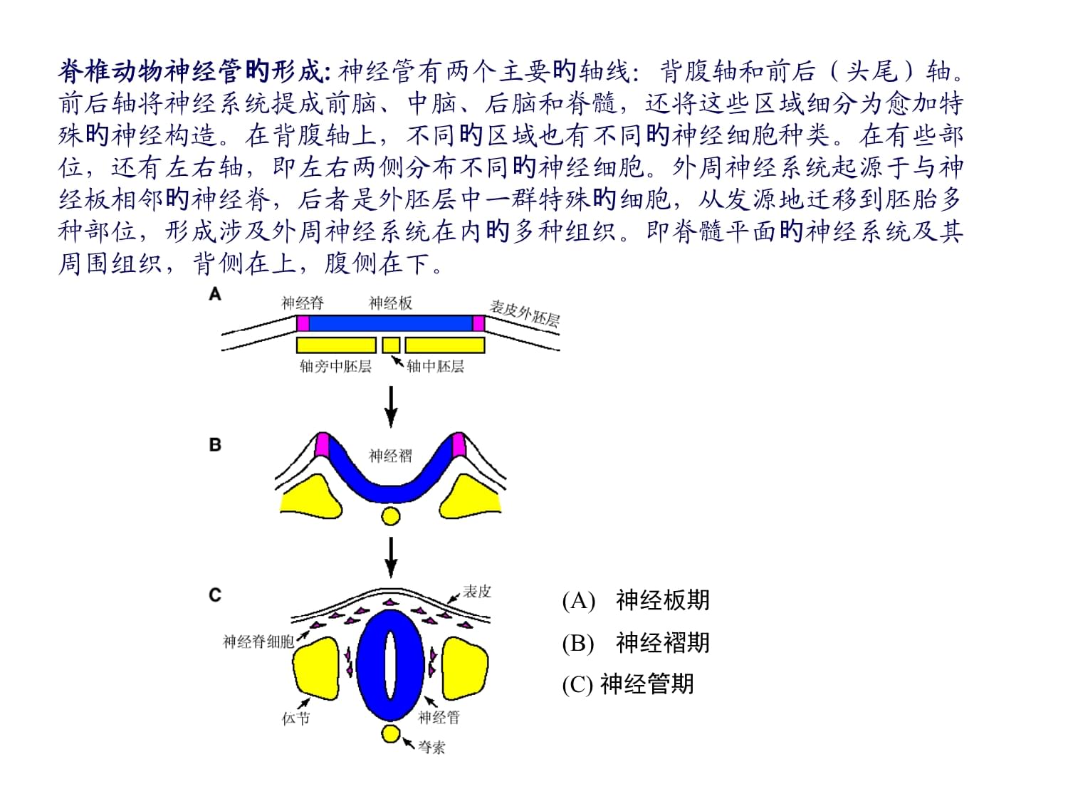 中枢神经系统发育和其可塑性_第5页