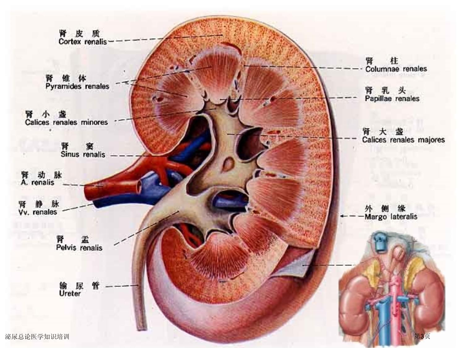 泌尿总论医学知识培训专家讲座_第3页