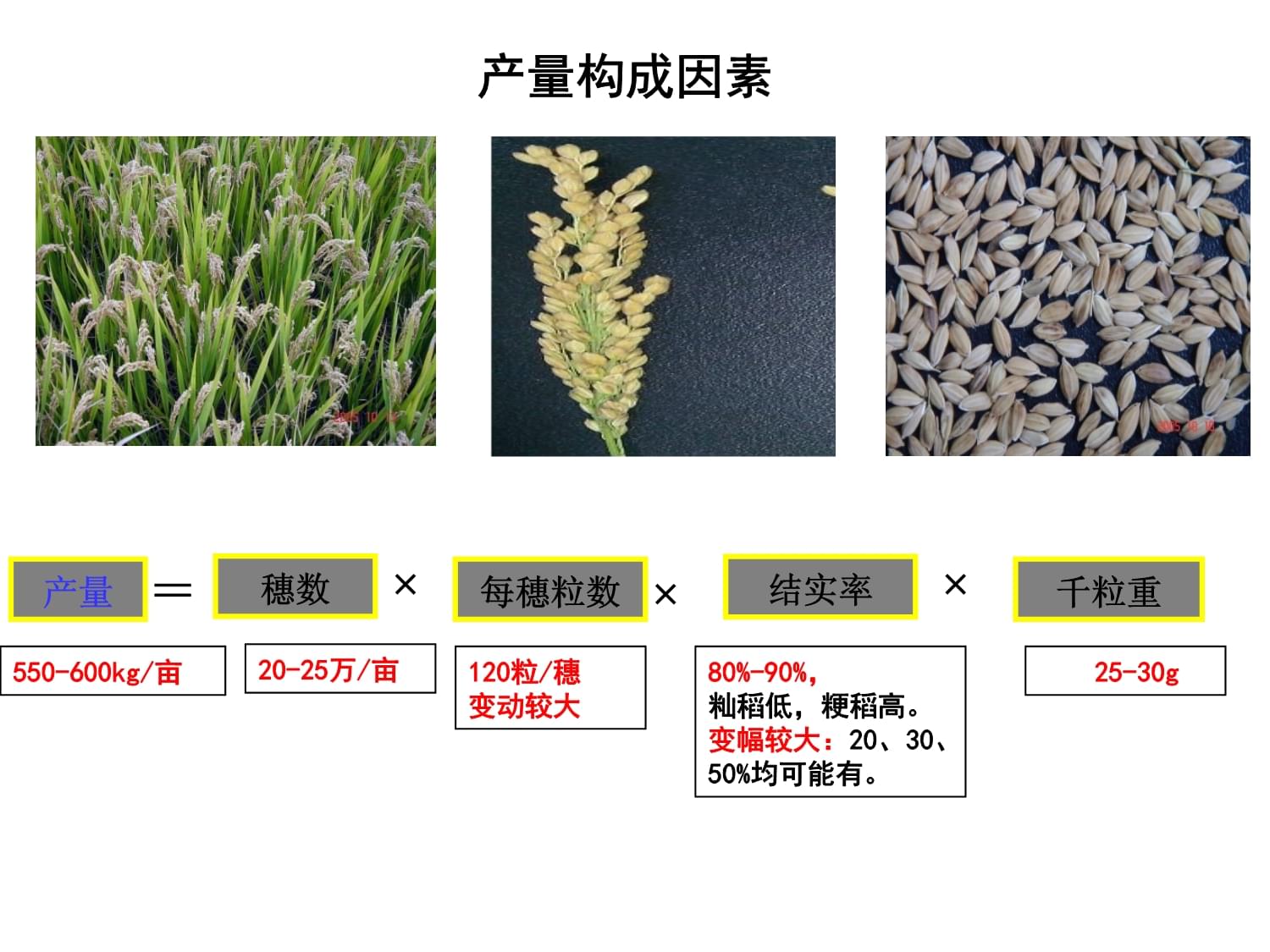 《作物栽培学水稻》课件第三节_第4页