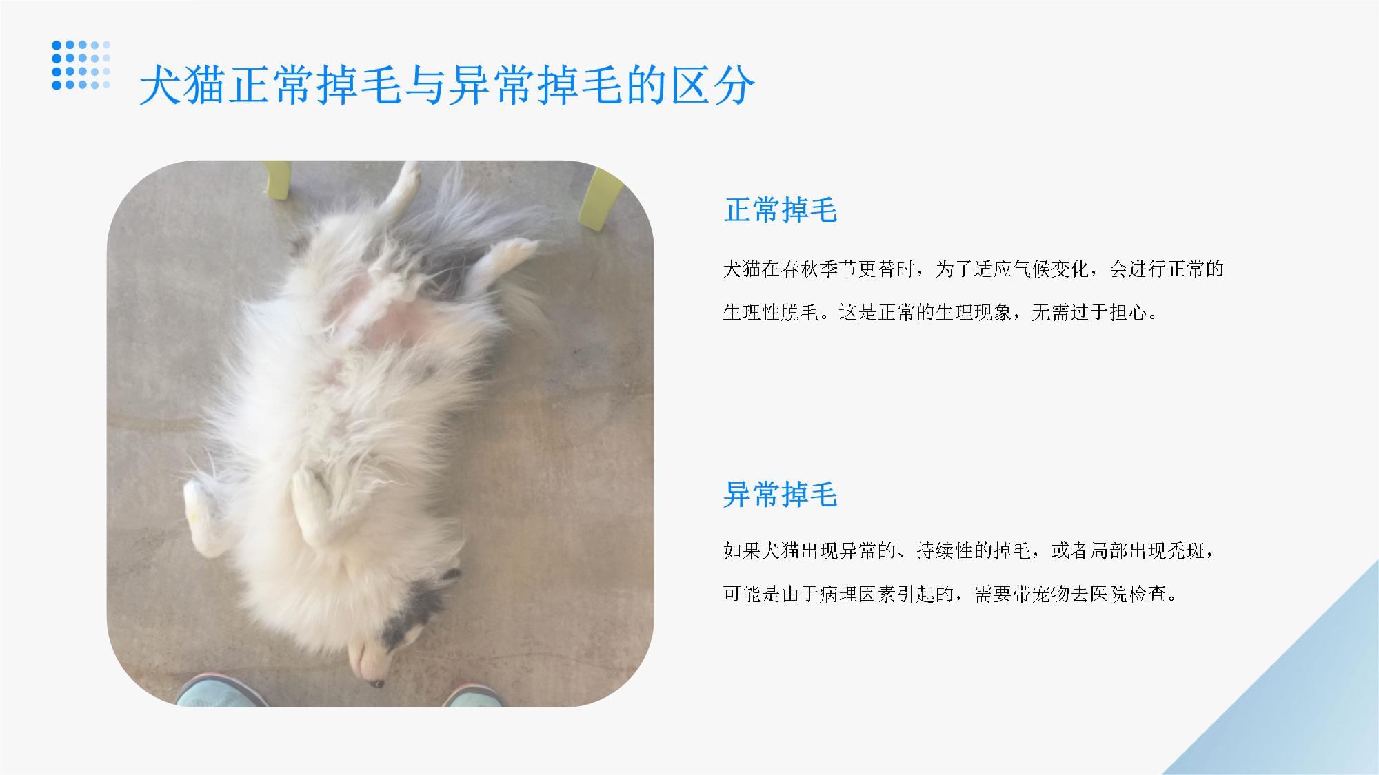 掉毛的犬猫如何确诊呢_第4页