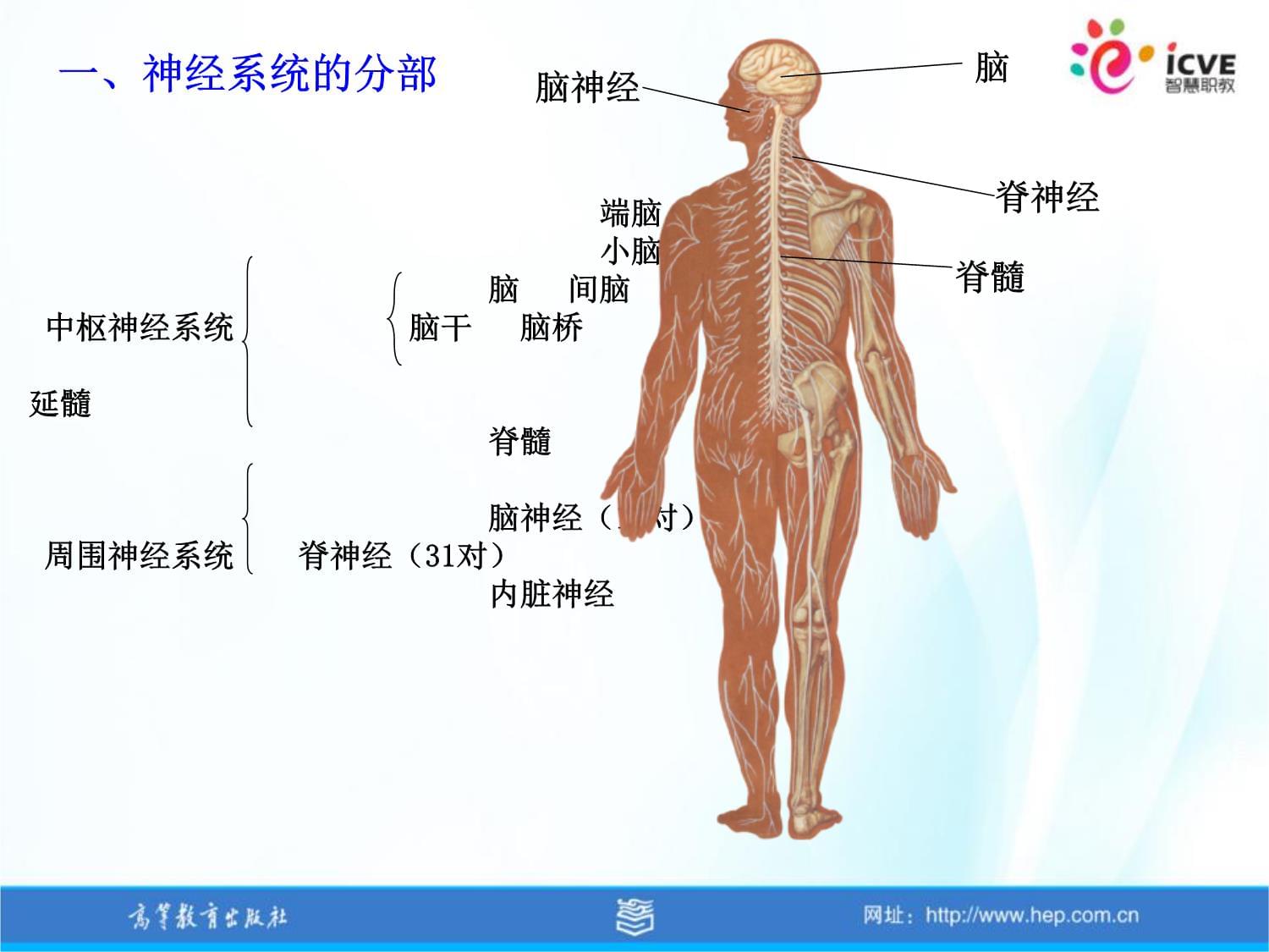 人体解剖生理学（第2kok电子竞技） 课件 第十三章 神经系统_第3页