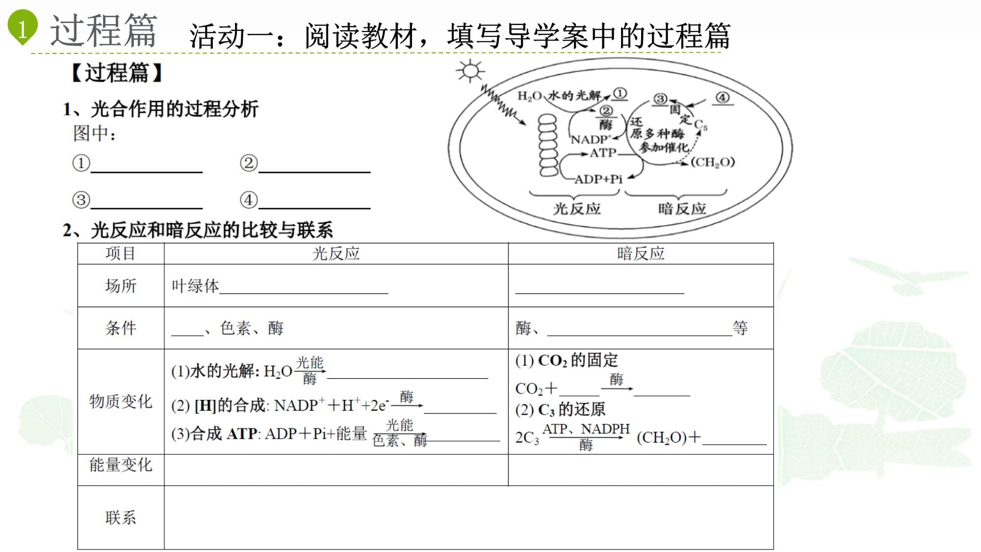 2025届高三生物一轮复习光和光合作用_第3页