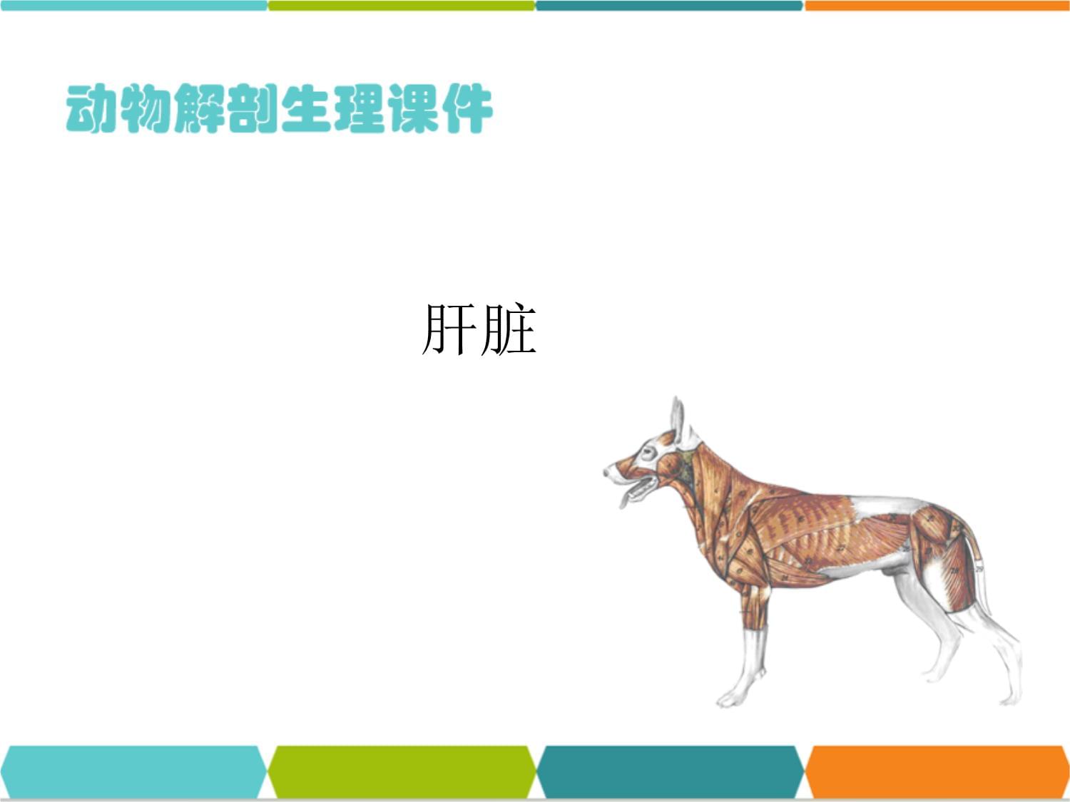 動(dòng)物消化系統(tǒng)-消化腺（動(dòng)物解剖生理）_第1頁(yè)