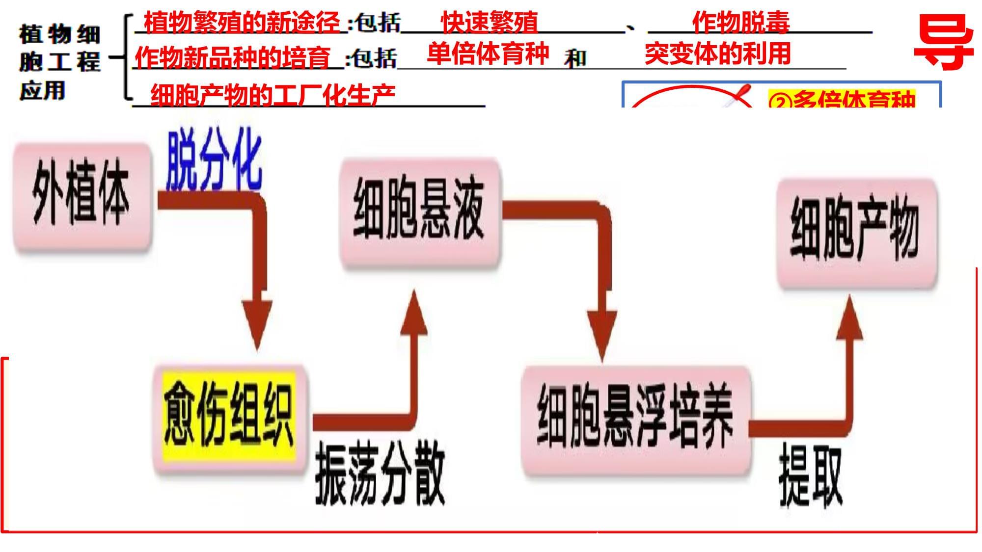 2.1.3植物细胞工程（植物细胞工程的应用）高二下学期生物人教kok电子竞技选择性必修3_第3页