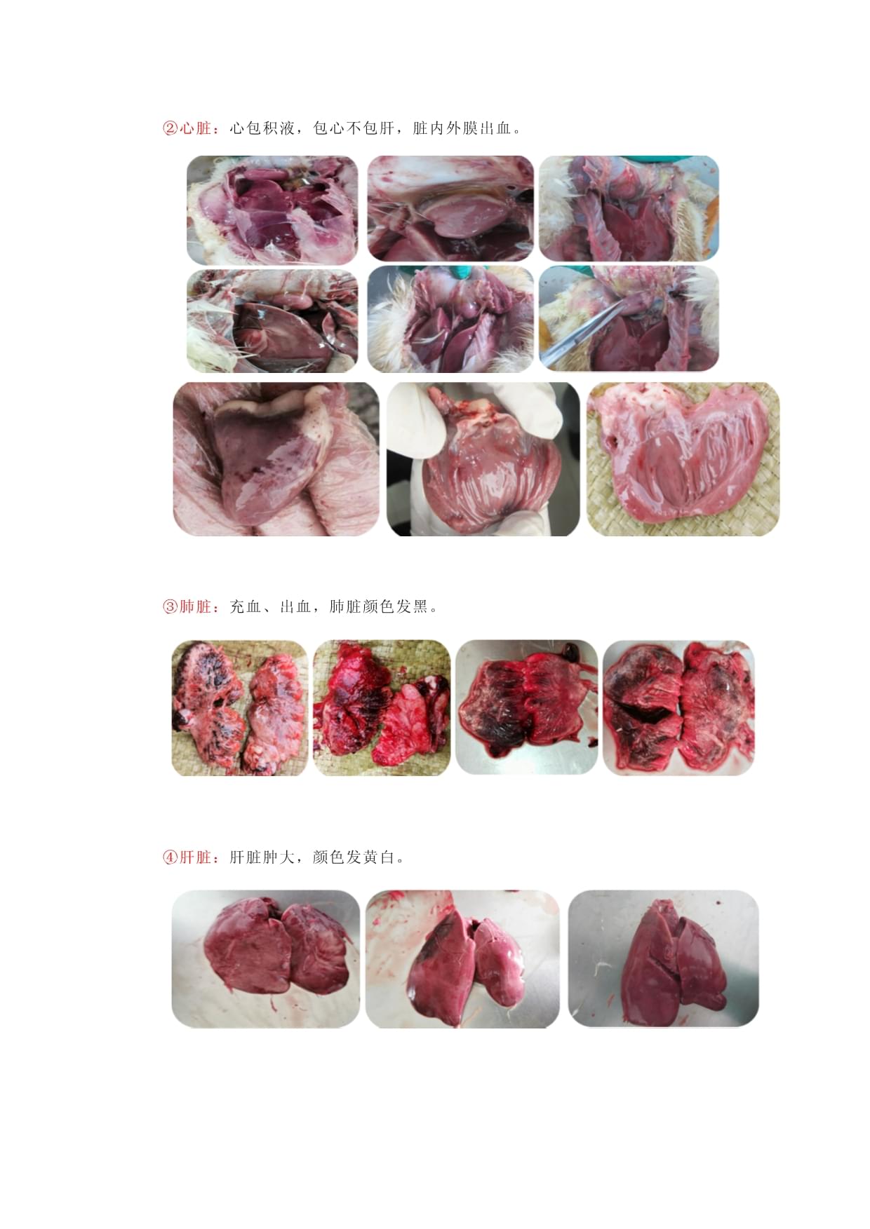 鸭坦布苏病毒病与腺病毒病的区别与治疗_第3页