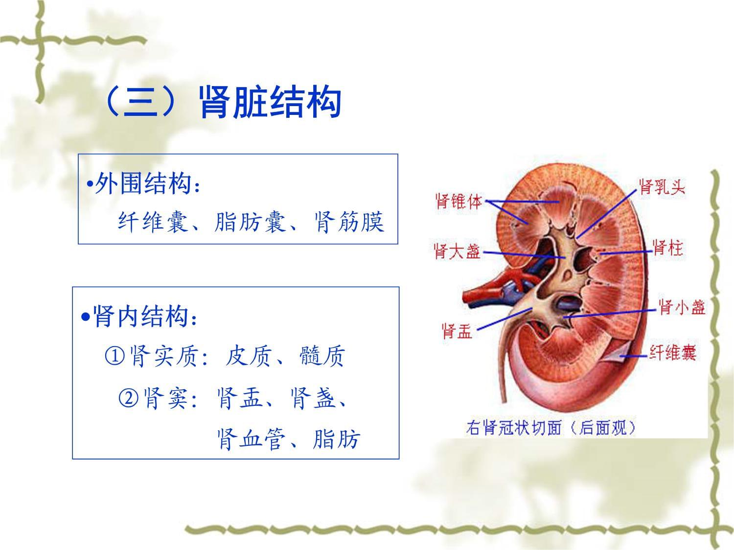 医疗护理医学培训 正常肾脏的超声诊断课件_第4页