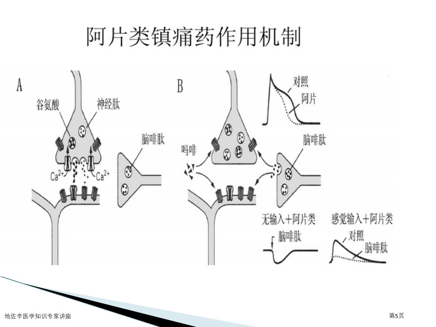 地佐辛医学知识专家讲座_第5页